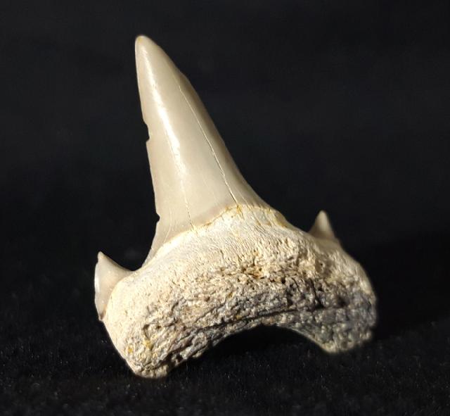 Cretalamna borealis (PRIEM 1897) - Bild &copy; FossNet FossilienStore